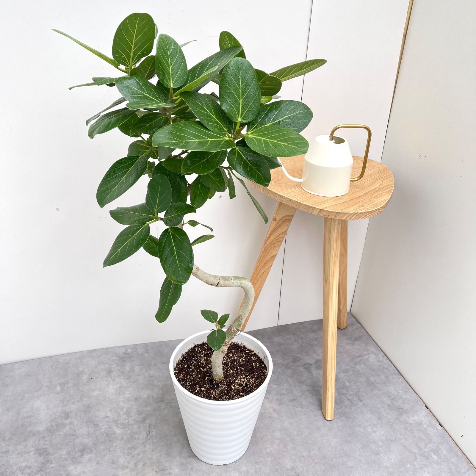 フィカス ベンガレンシス 曲がり 14 現品 観葉植物 大型 室内