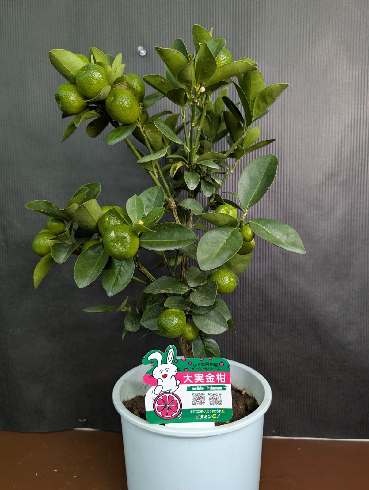 メストクレマ 大株 良樹形 鉢ごと 超メルカリ市限定 メストクレマ 大株 良樹形 鉢ごと 超メルカリ市限定 メストクレマ 大株