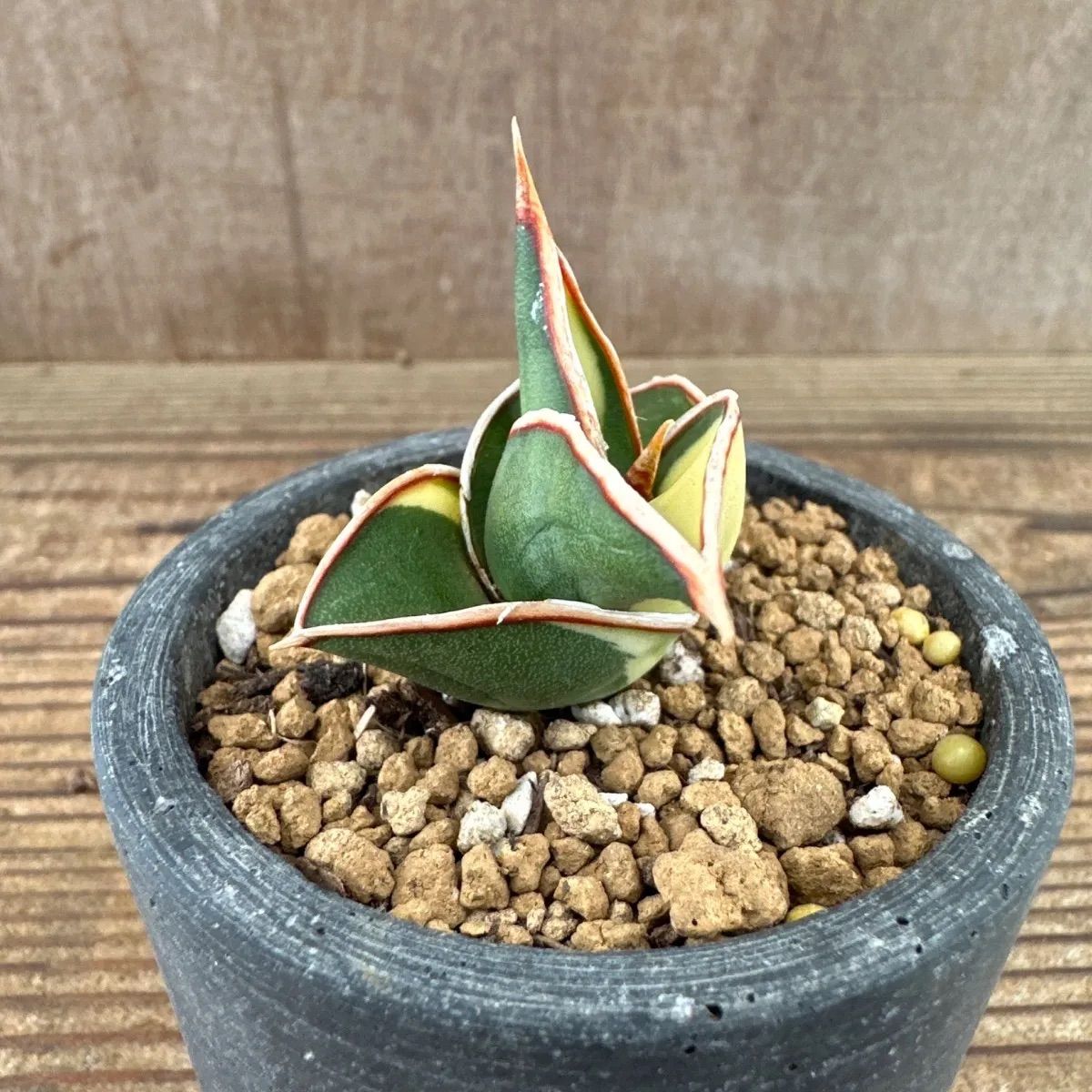 サンセベリア ロリダ 斑入り Sansevieria rorida variegated キング オブ サンスベリア 現品 観葉植物 観葉 植物  珍奇植物 珍奇 珍しい レア 希少 多肉植物 多肉 空気清浄 インテリア プレゼント おしゃれ ミニ グリーン - メルカリ