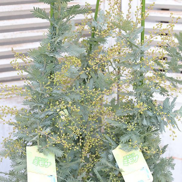 常緑苗木 ミモザ アカシア 花芽付き 5号 高さ50cm 花木 庭 玄関