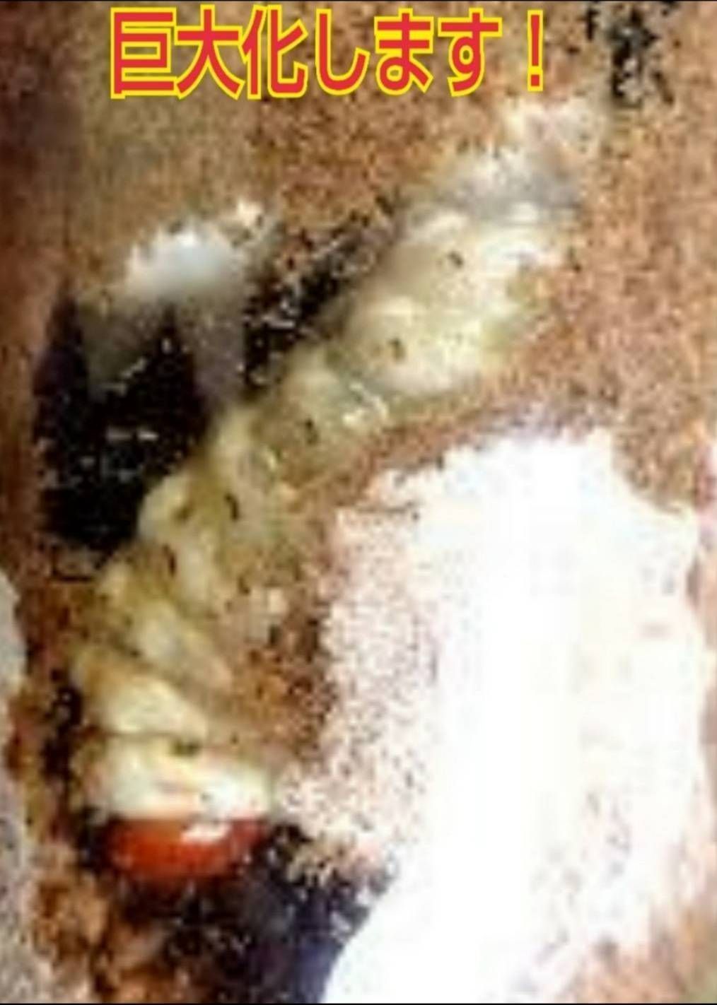 セール 最強の菌糸ボトル【黒アワビタケ】7本セット☆オオクワ、ヒラタ