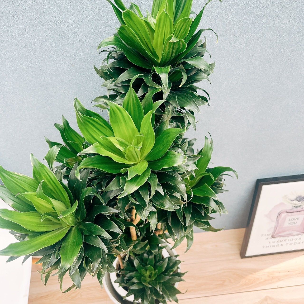 ドラセナ コンシンネ ホワイボリー 5番 観葉植物 特大 インテリア 室内