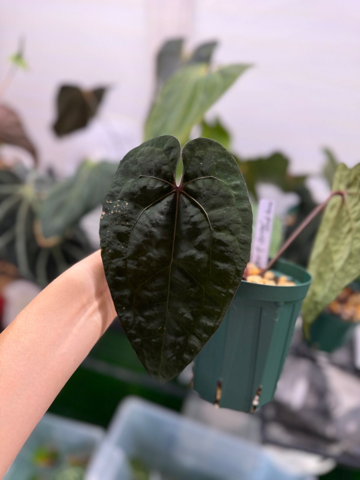 Anthuroom】Anthurium'Ace of Spades' (dark form) アンスリウムエースオブスペーズ - メルカリ