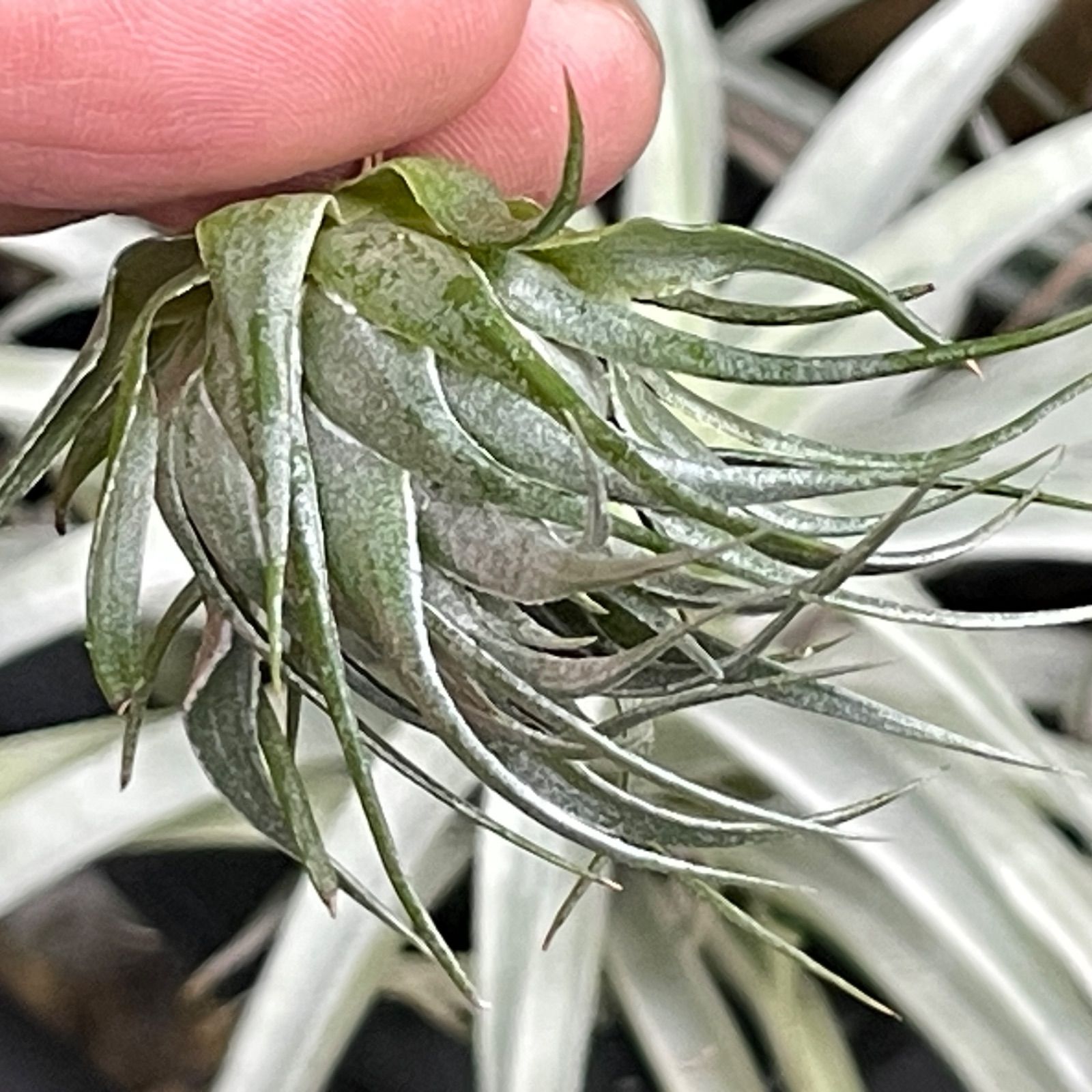 ティランジア カウツキー(メルカリ便にて発送いたします) オープンタイプ！＊チランジア カウツキー Tillandsia kautskyi