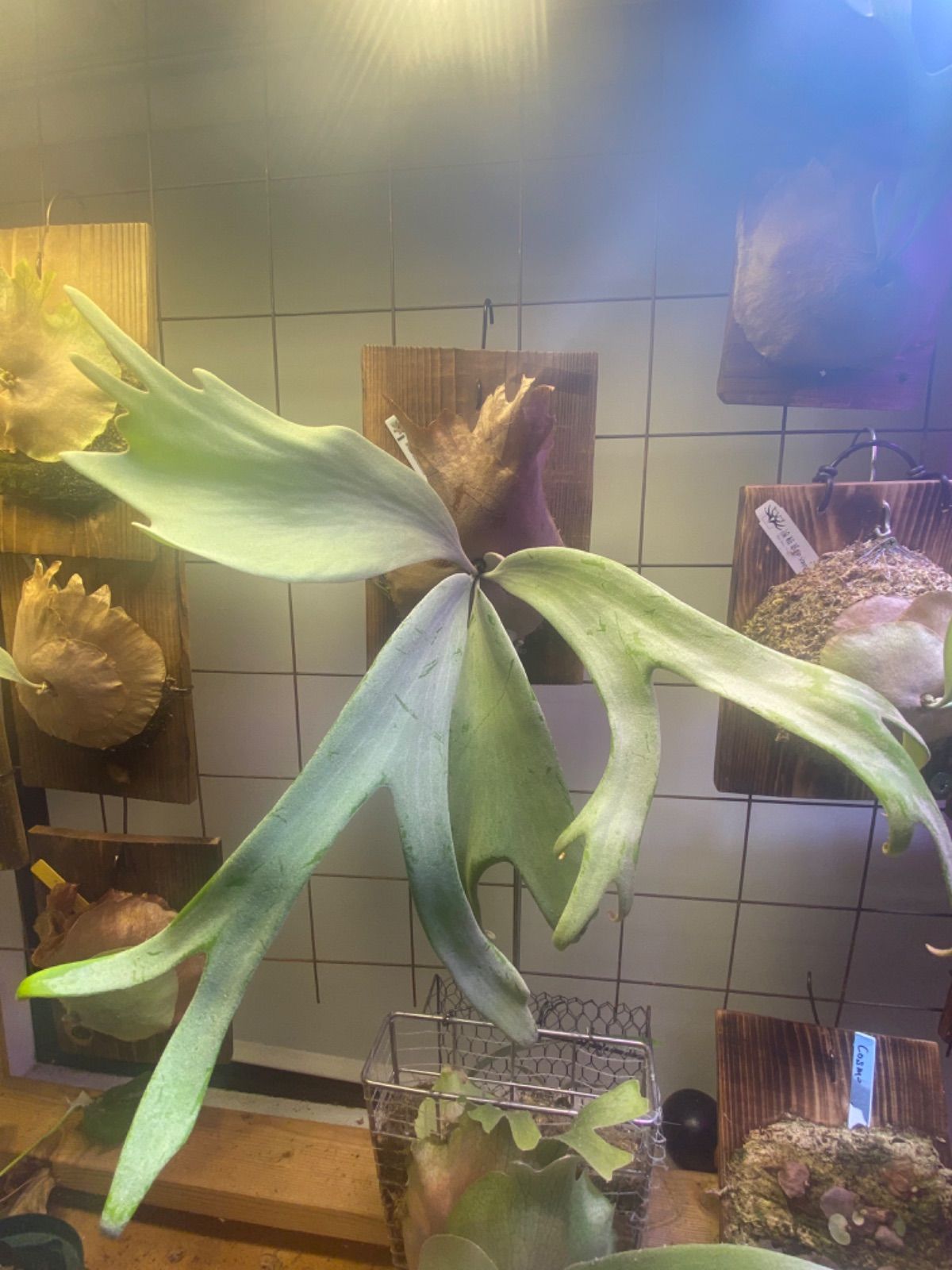 ビカクシダ P. willinckii Bogor Wild親株　子株付き ウィリンキー ボゴール ワイルド (P. willinckii Bogor Wild