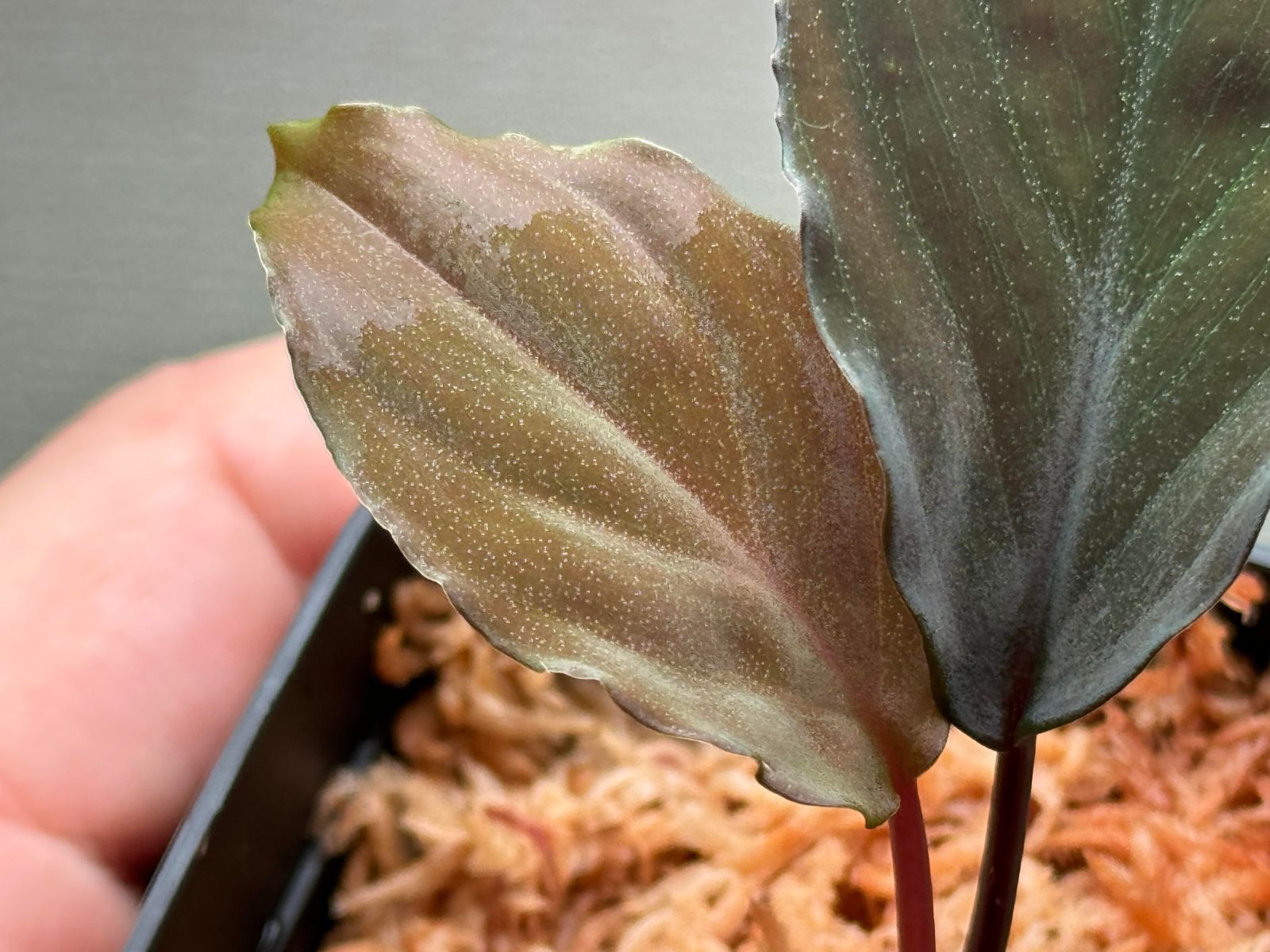 Homalomena sp. 