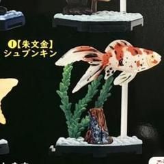 フル彩色フィギュア金魚立体図鑑ミニチュア観賞魚ガチャガチャ置物