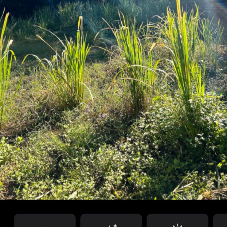 自然栽培マコモの苗5本以上＊説明書付 - メルカリ