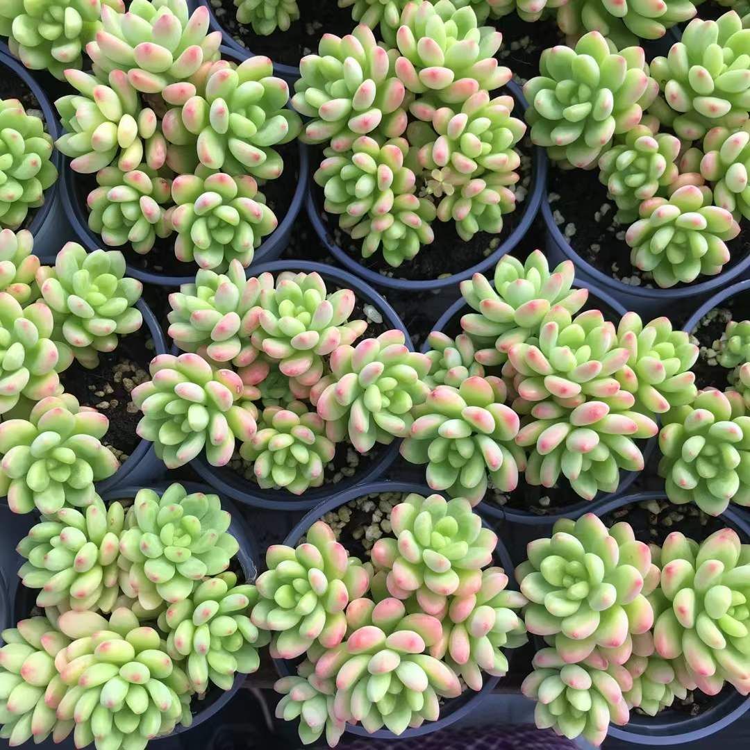 SKL1233×36 シャングリラ 抜き苗 多肉植物 アエオニウム エケベリア 韓国苗