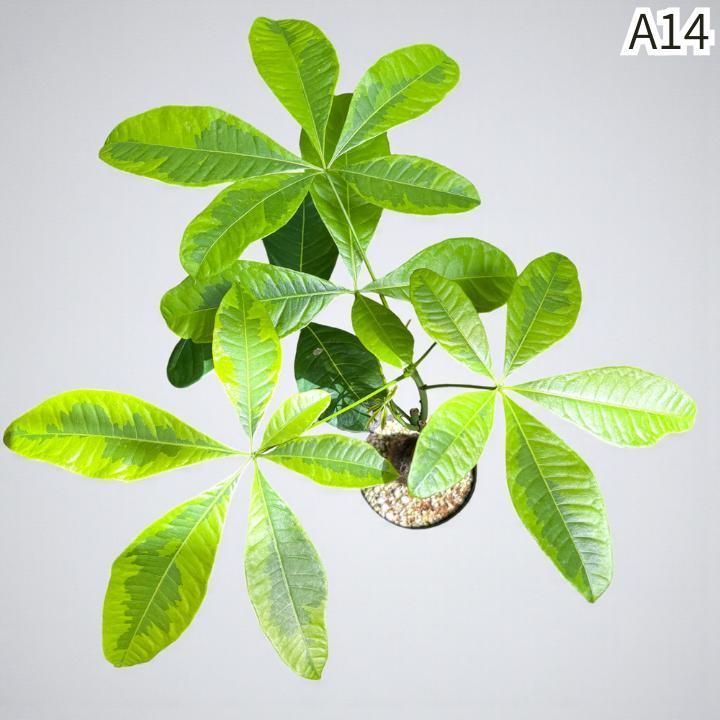 パキラ ミルキーウェイ｜複数接木A19｜無機質用土