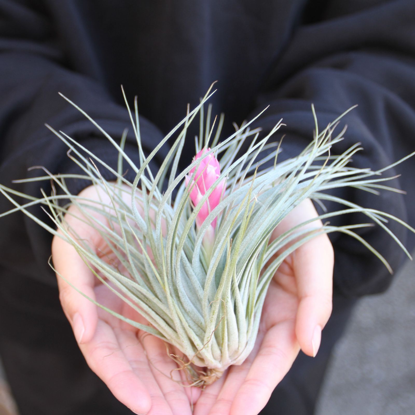 チランジア ロイテリ② (メルカリ便にてお届けします) チランジア ロイテリ② (メルカリ便にてお届けします)