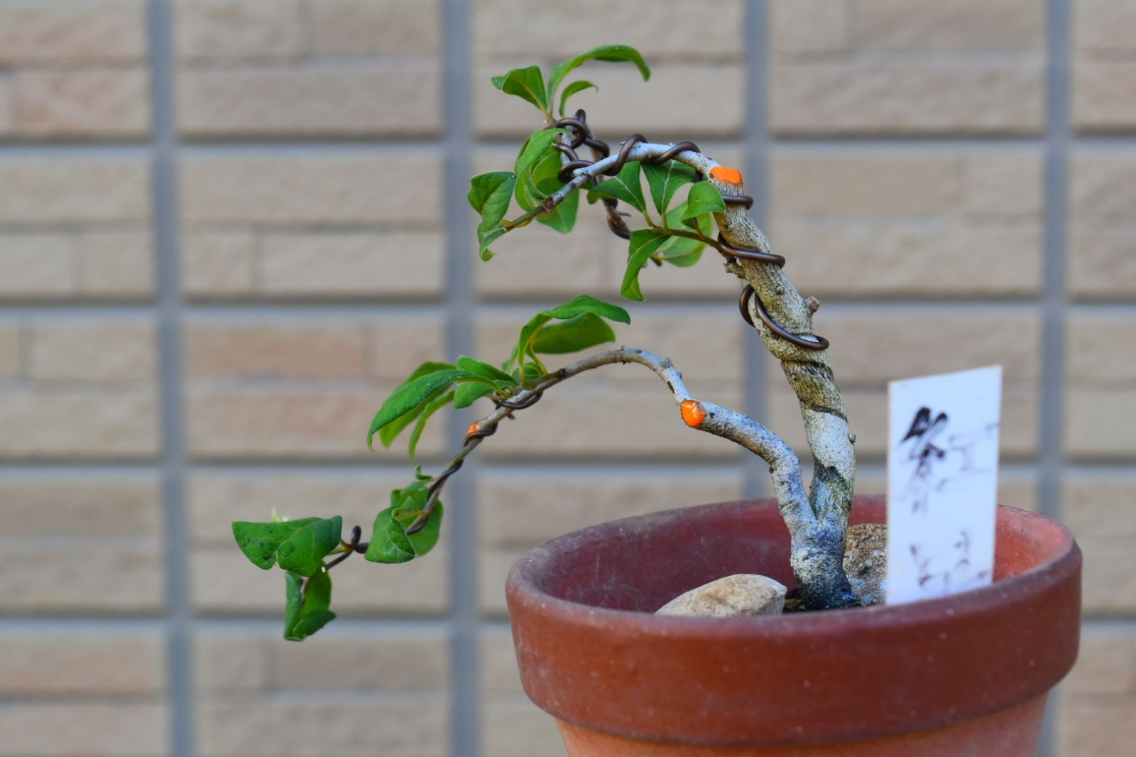 老爺柿（品種•紅小町）小品盆栽 ミニ盆栽 半懸崖 根挿し木作り後