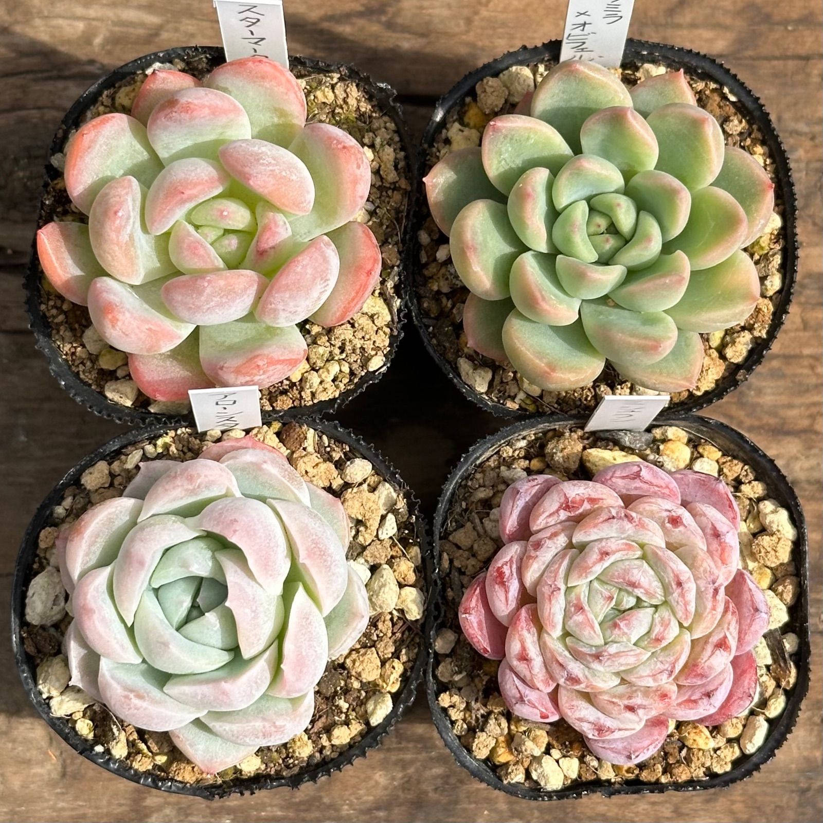 このか様♡専用ページ♡計4点♡多肉植物 TH681 多肉植物 （15株）セット – 花のパッセージ