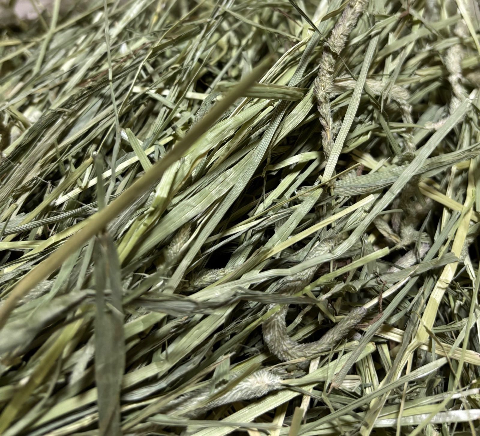 any grassオリジナルチモシー super premium 10kg 圧縮 無選別 - メルカリ