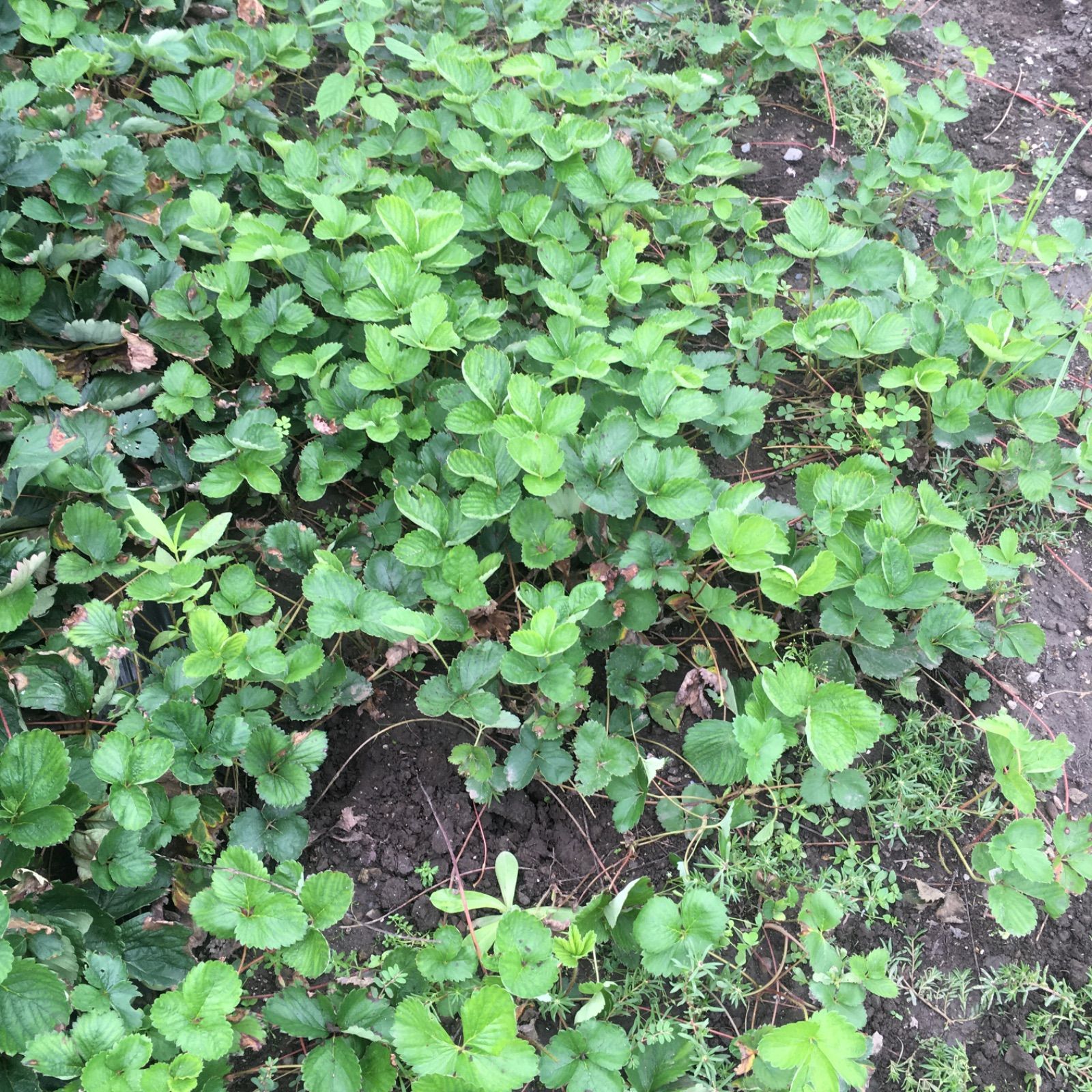 農家直送 とちおとめ 無農薬のいちごの苗50株 大粒いちご苗 50株