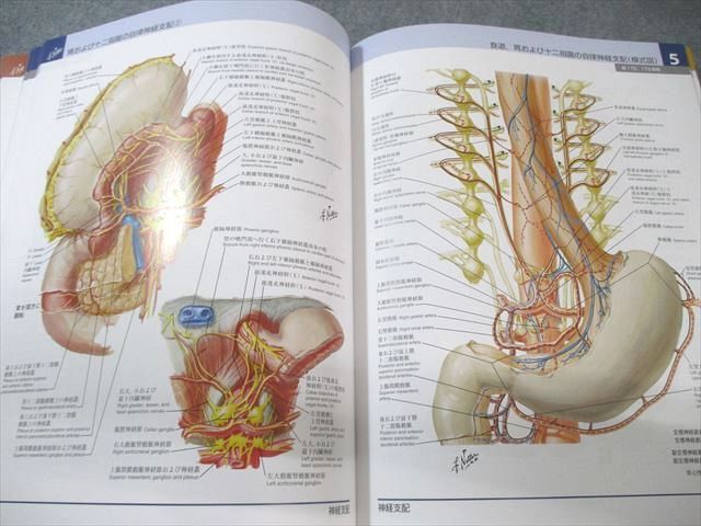 新品未使用 ネッター解剖学アトラス 原著第7版 値下げ]「ネッター解剖
