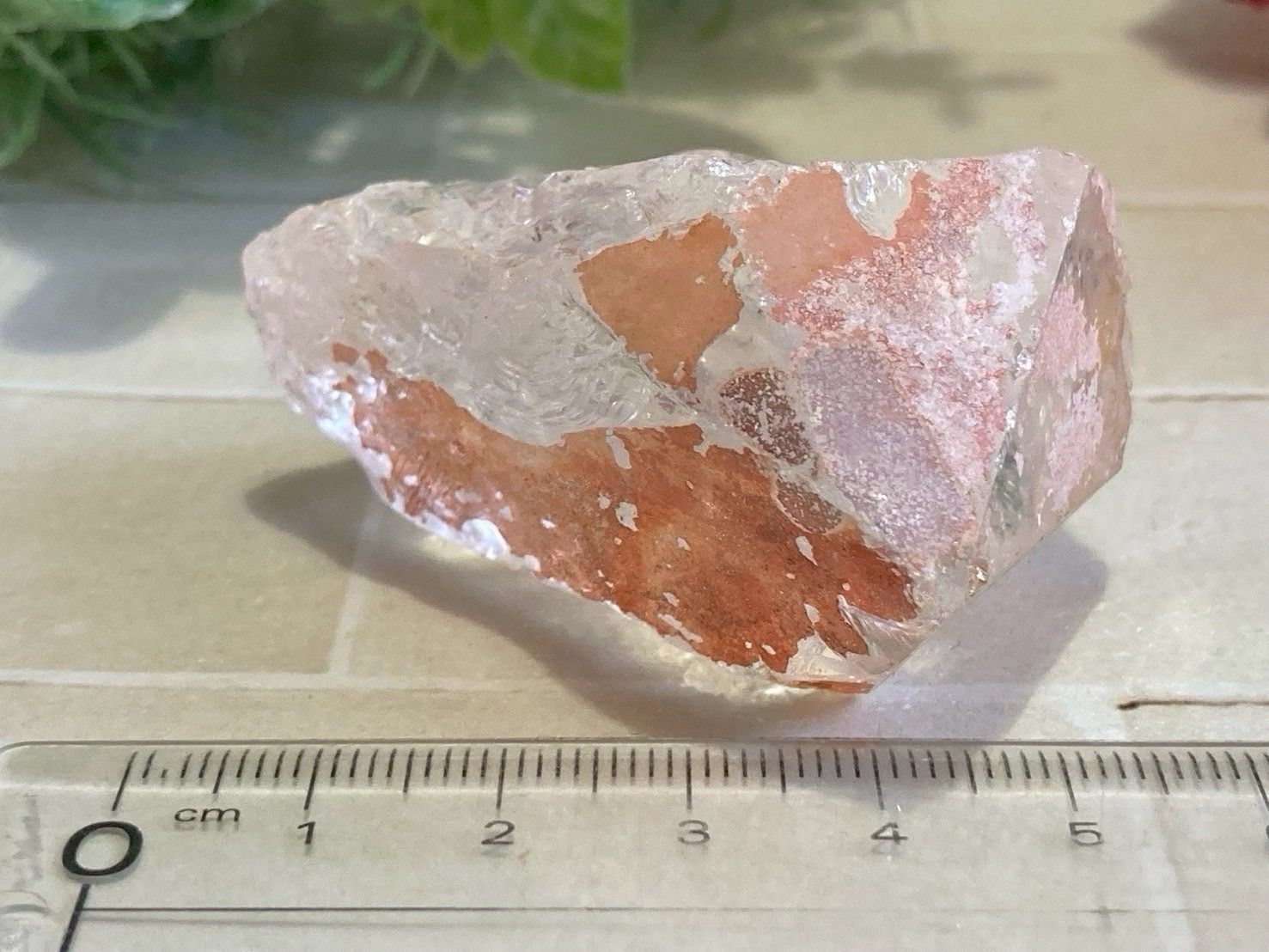 ゴイアス州産 レッド