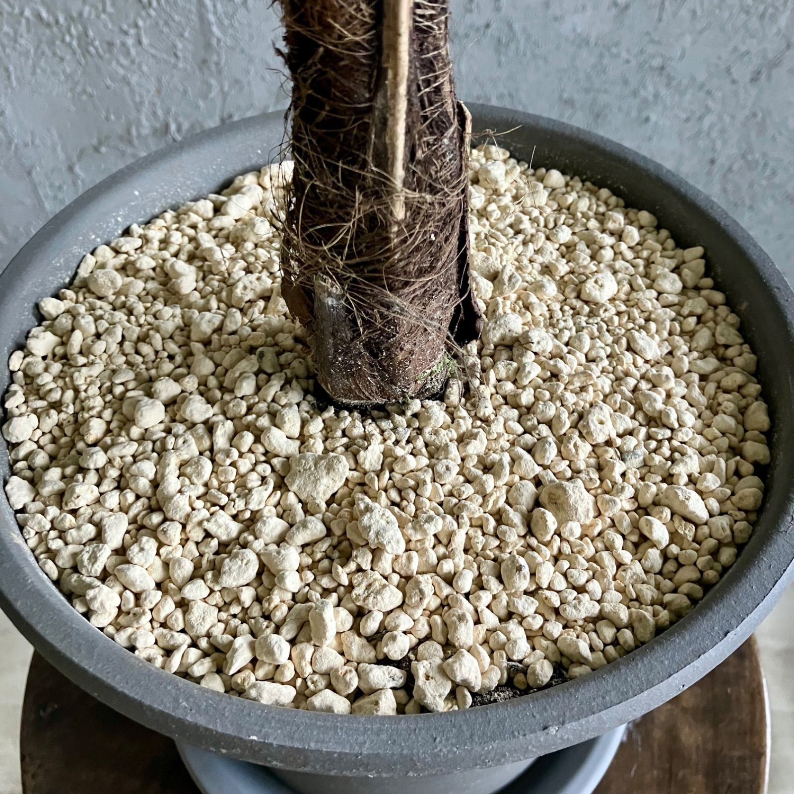 希少品種 ブラジルヒメヤシ 購入 7号 テラコッタ鉢植え アンティーク風