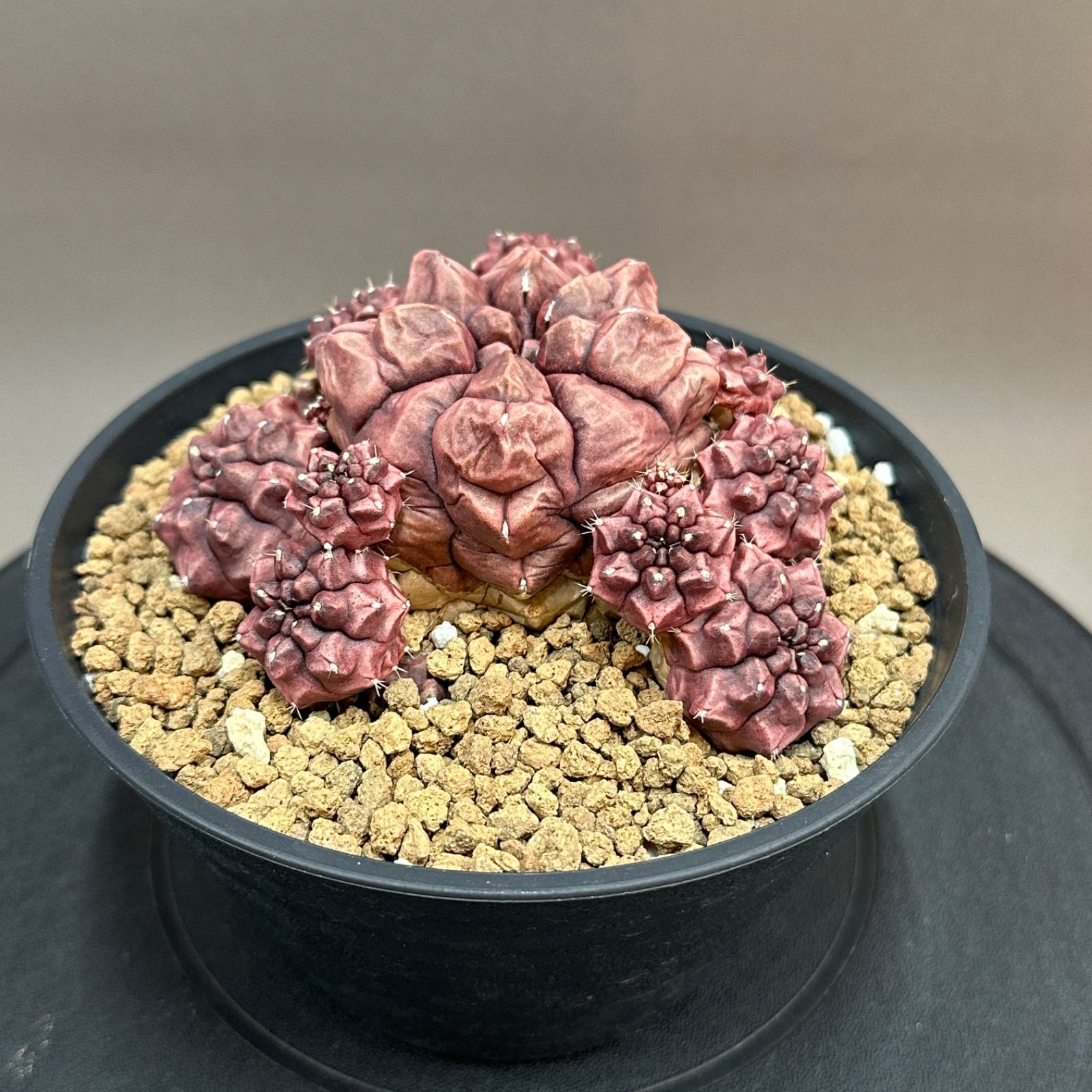 Gymnocalycium Day Dream ギムノカリキウム デイドリーム サボテン no.687