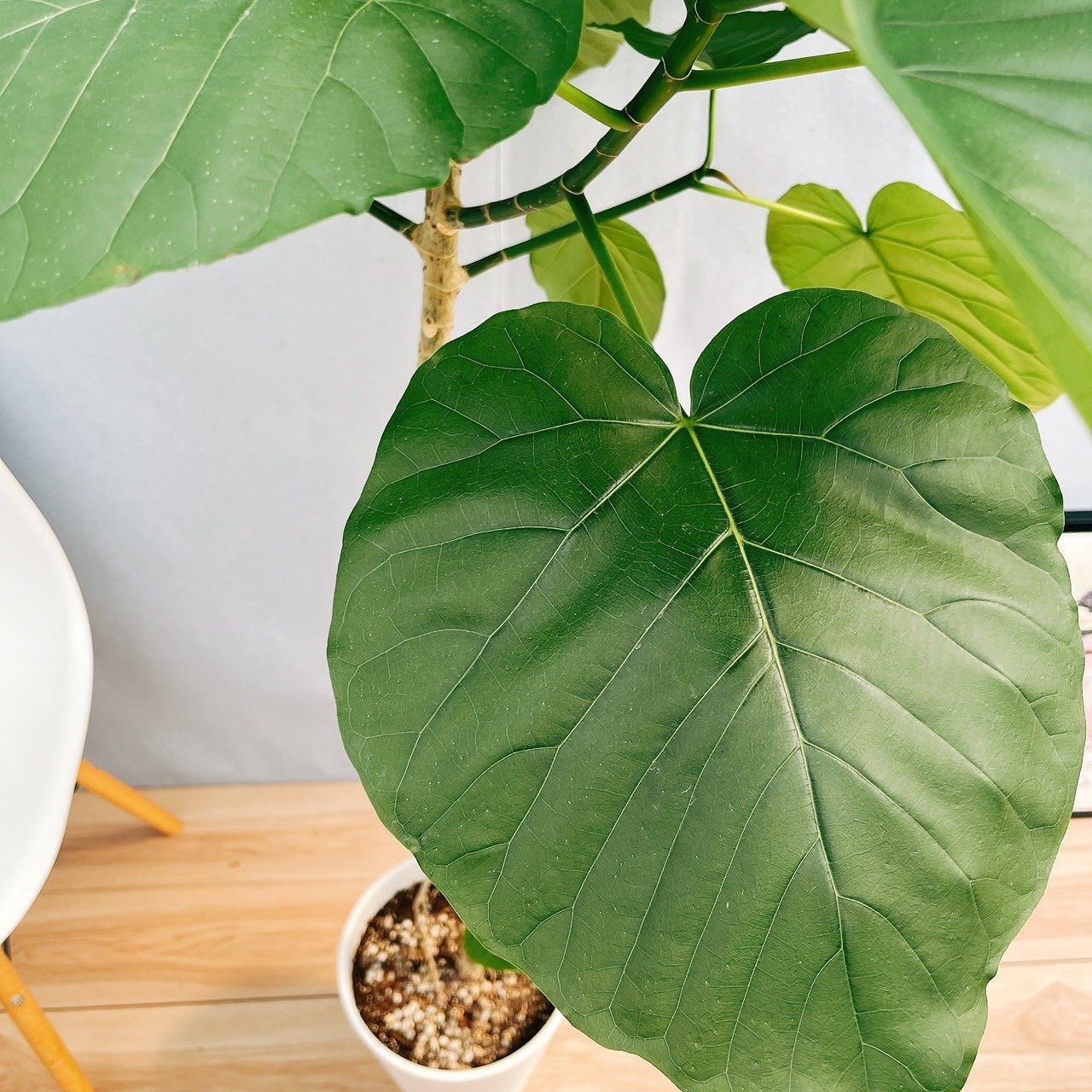 現品］1番 フィカス ウンベラータ 曲がり 8号 観葉植物 室内 大型 ゴム