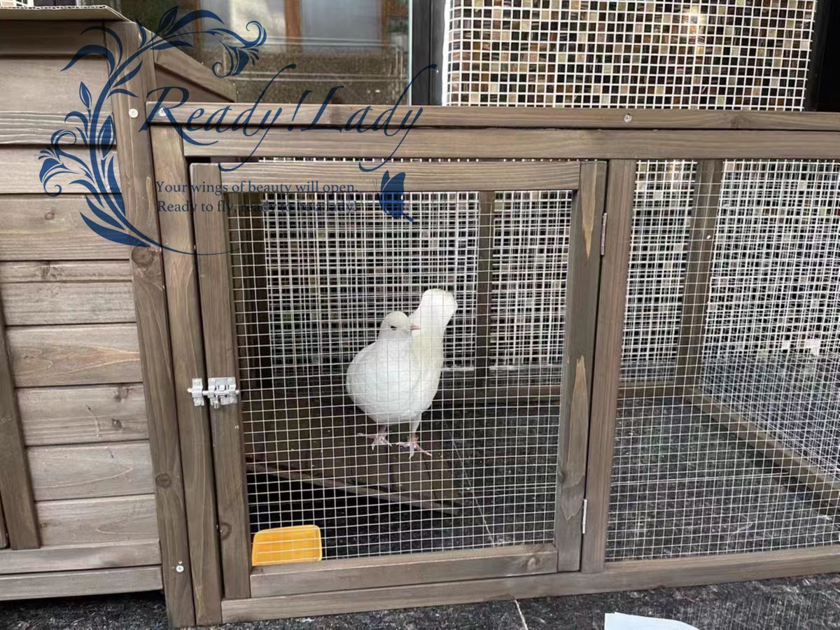ニワトリかご トリ小屋
