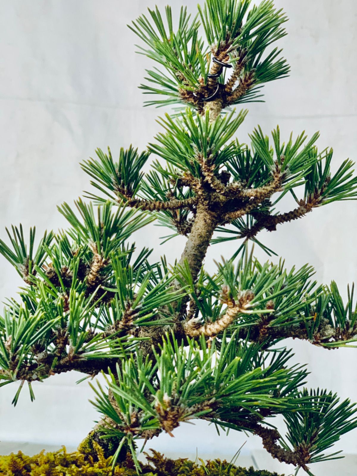 黒松 千寿丸 盆栽 くろまつ せんじゅまる - メルカリ