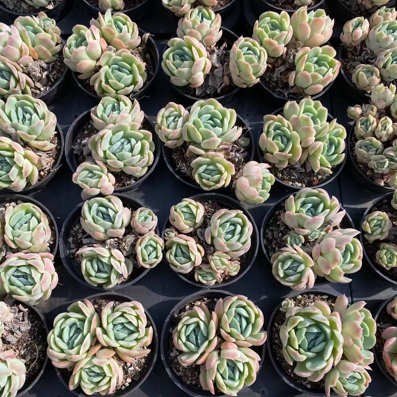 越冬済み 柱サボテン 10頭発根 サボテンブランチ ウチワサボテン