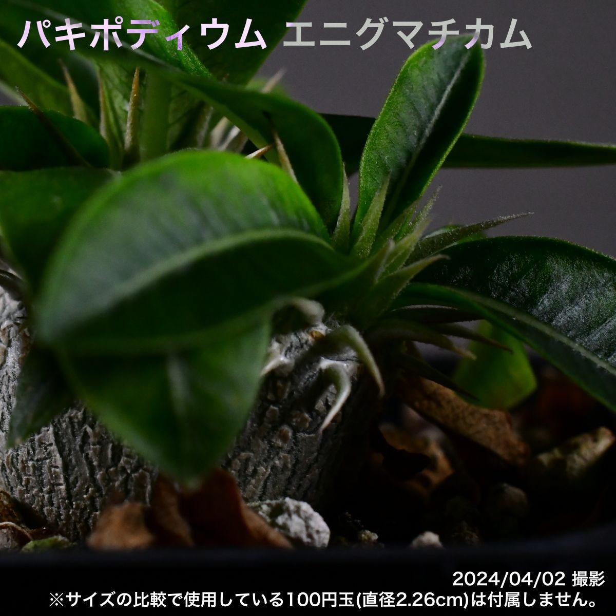 2YC 実生 パキポディウム エニグマチカム コーデックス 塊根植物 ...