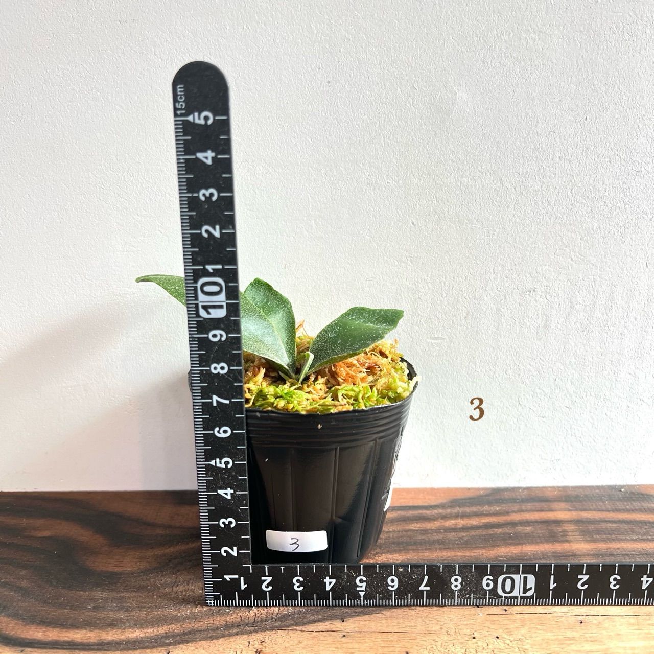 P. willinckii 'Finger Dancer' WILD JAVA ウィリンキーフィンガー