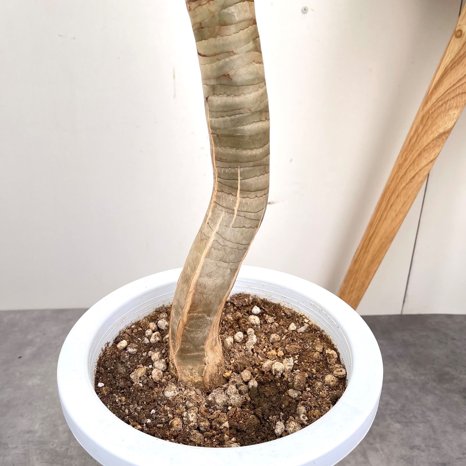 アロエ デコトマ 現品 観葉植物 室内 大型 WWW_GEBZETESISAT_COM_TR