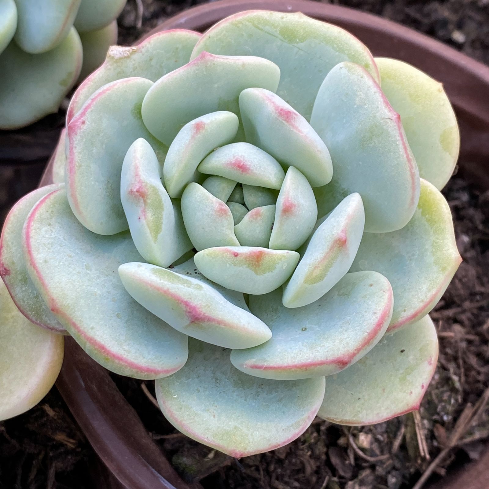 観葉植物 【希少品種】 エピプレムナム ピナツム マーブル 3.5号