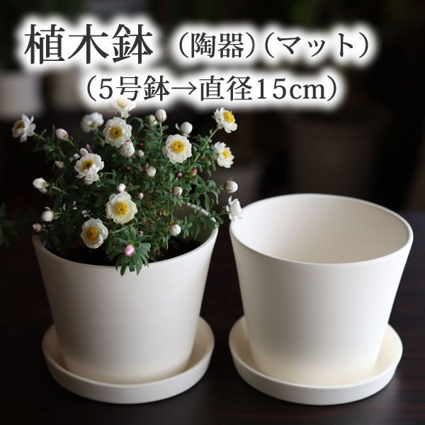 (5号鉢) 白い陶器の植木鉢 (マット) (すり鉢タイプ) (受け皿付き)