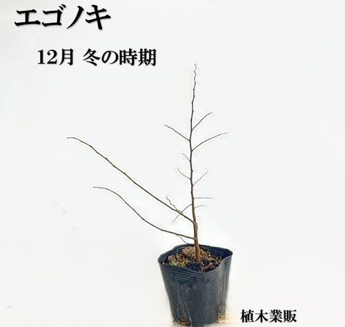150本セット エゴノキ樹高0.3m前後10.5cmポット
