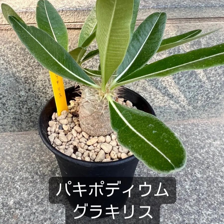 CARNIVAL 小説 アウトレット S・M・L 瀬戸口廉也