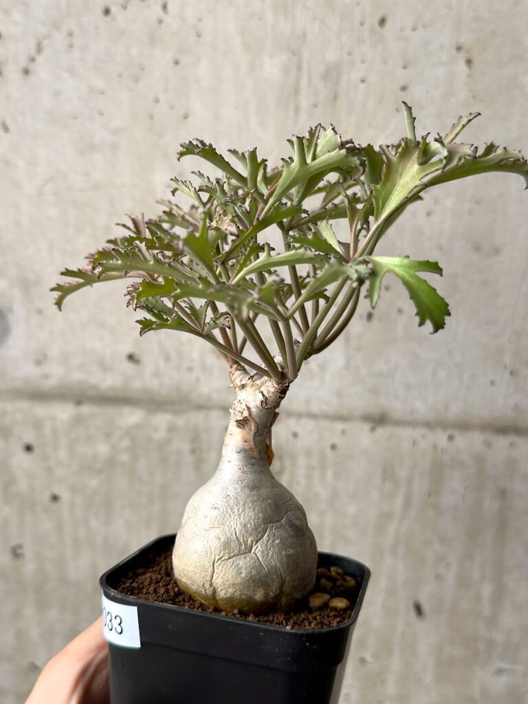 キフォステンマ ベティフォルメ ソマリア キフォステンマ ベティ