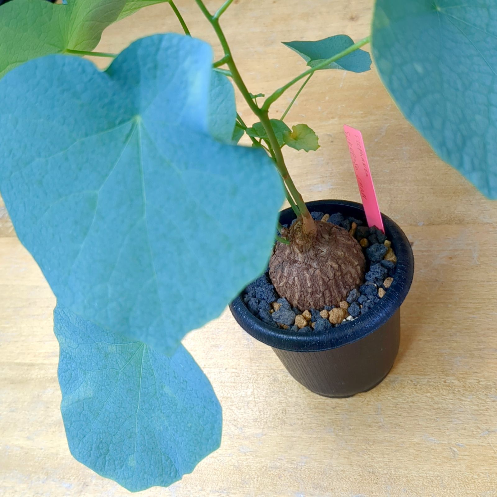 ステファニア スベローサ 【現品】鉢のまま発送 A