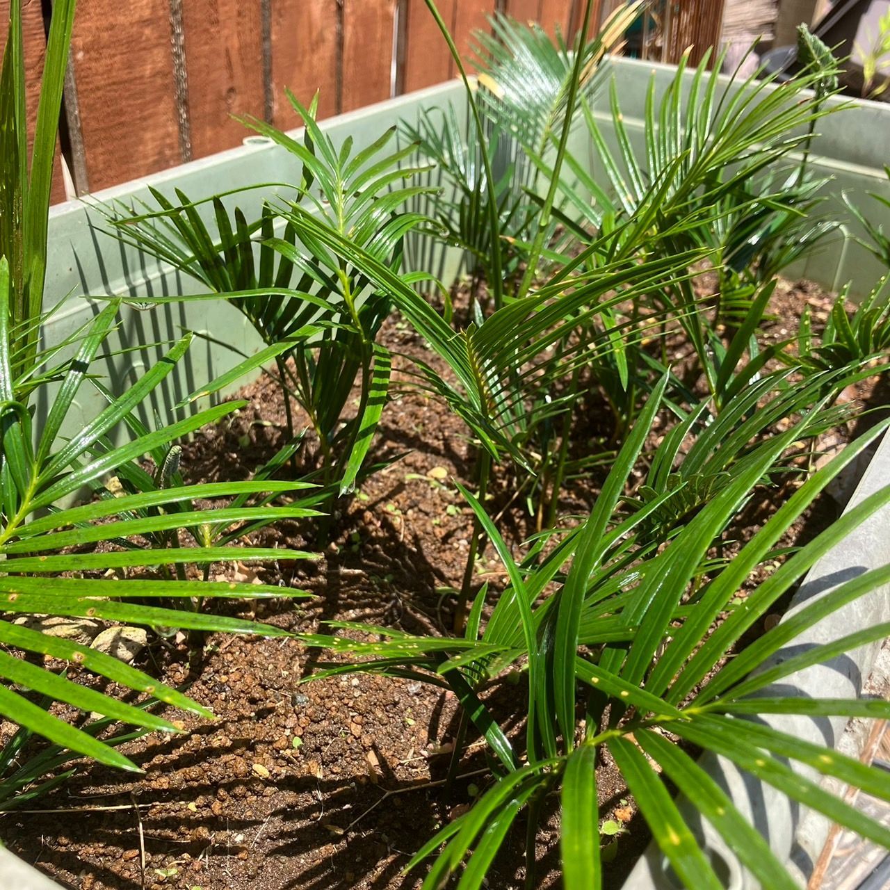 ☆20％オフセール中☆【抜き苗】10本 ソテツ 蘇鉄 cycas revoluta