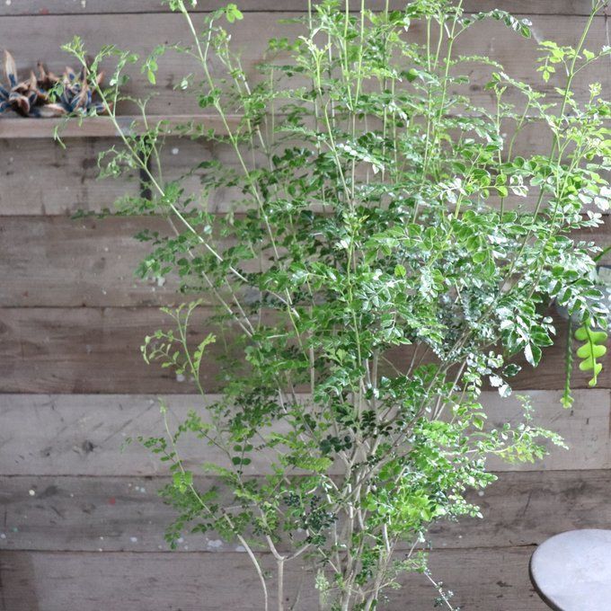 ポットごと 立派 10号 シマトネリコ シンボルツリー 観葉植物 インテリア ガーデニング