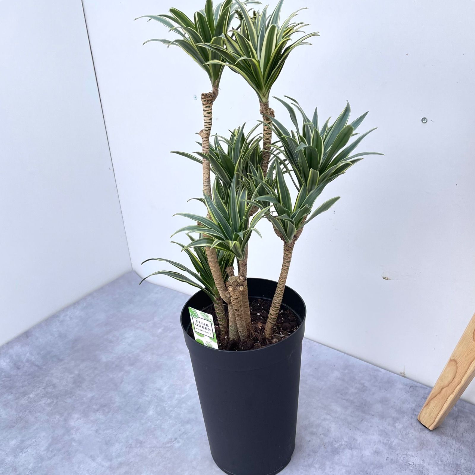 現品］【希少】6番 ドラセナ コンパクタ バリエガータ 7号 室内
