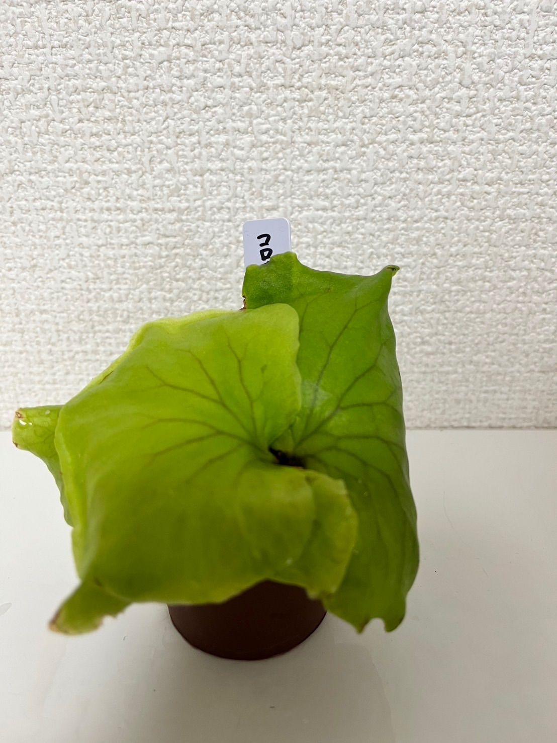 ビカクシダ5点セット① - メルカリ ビカクシダ5点セット① - メルカリ