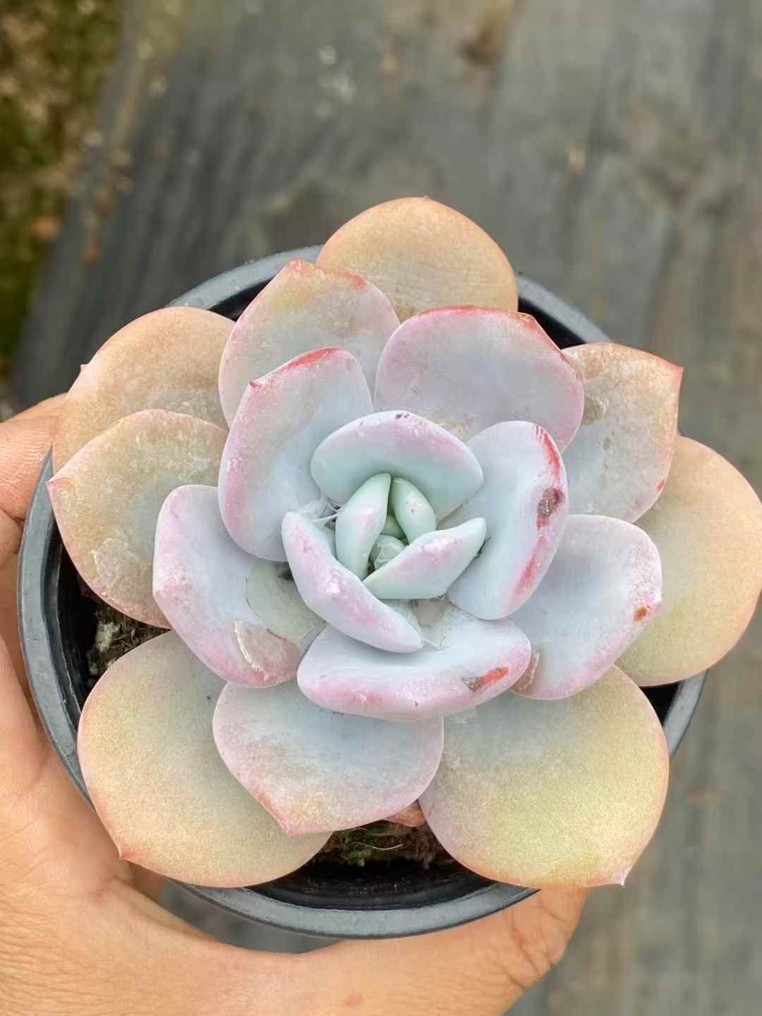 QS1030×30 ミルクティー 抜き苗 多肉植物 アエオニウム エケベリア 韓国苗