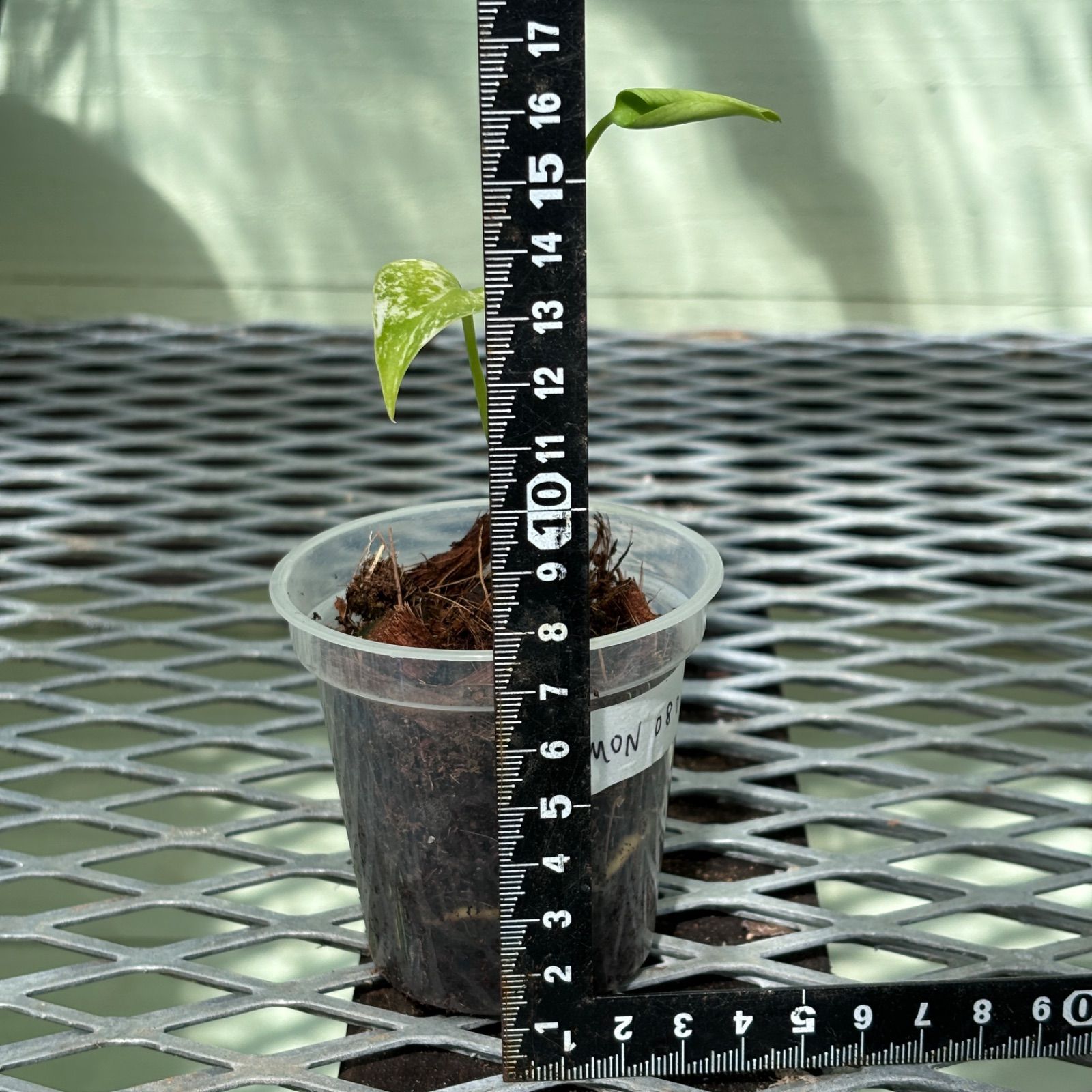 天津蘭】モンステラ デリシオーサ ホワイトモンスター - メルカリ