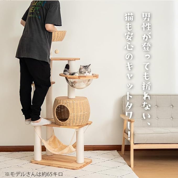 中型猫