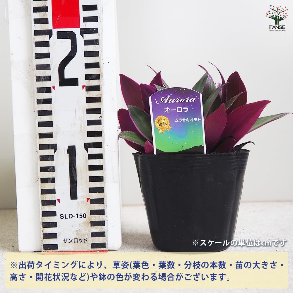 別名