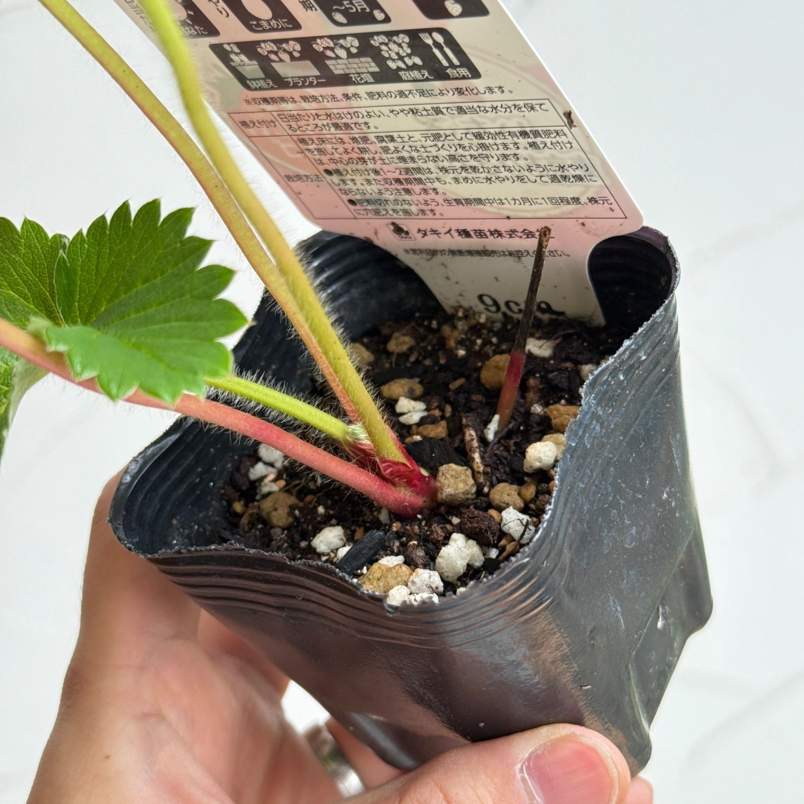 いちご苗】東京おひさまベリー（PVP) 3号ラベル苗 - メルカリ