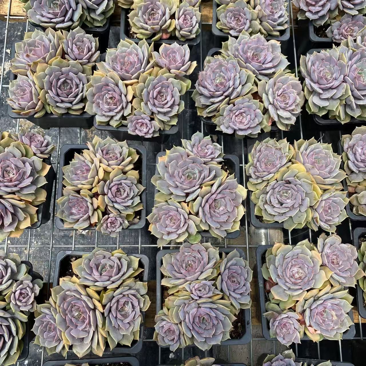 多肉植物❤ムラサキ❤抜き苗 147.多肉植物 藤紫 800円 【抜き苗】