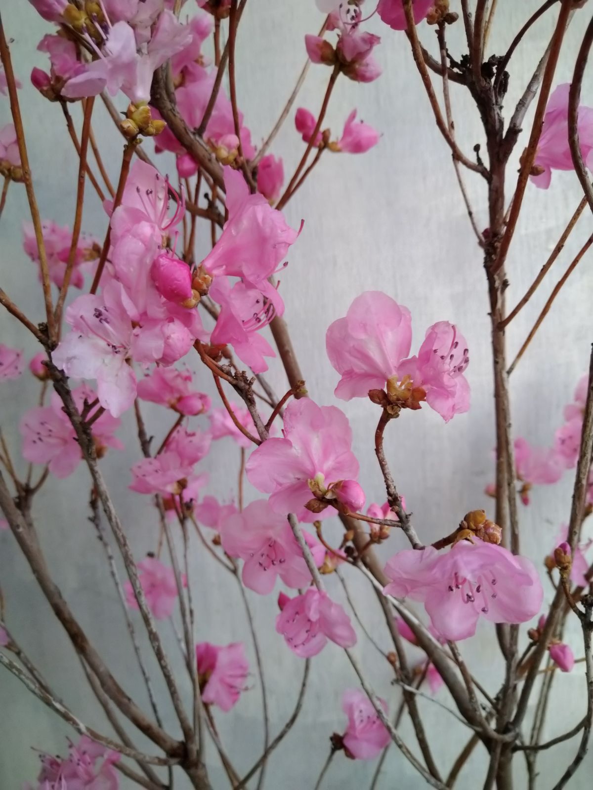 厳選桜ゲンカイツツジ株立ち