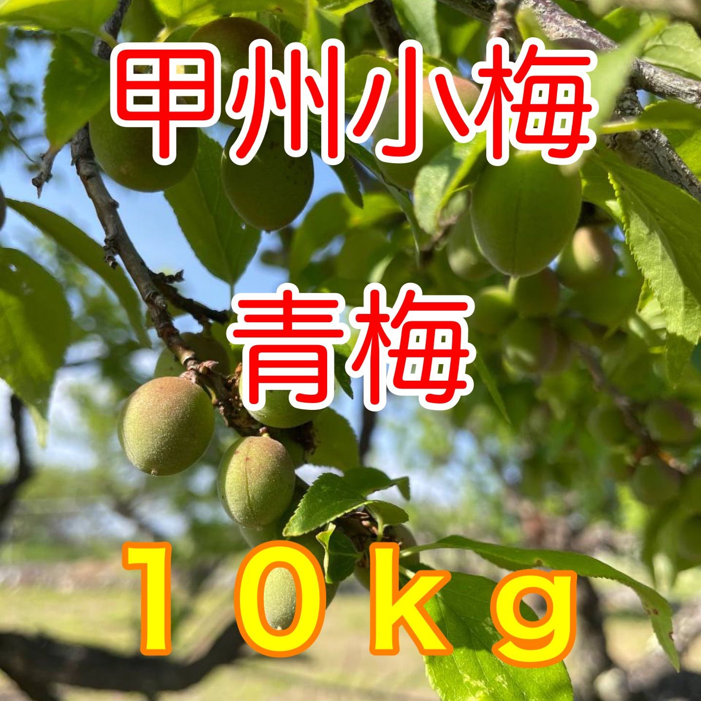 無農薬栽培
