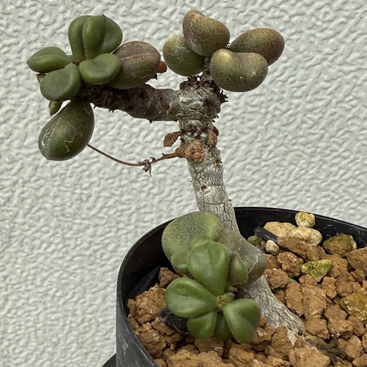 Tylecodon aridimontanus チレコドン アリディモンタナス 実生（多肉