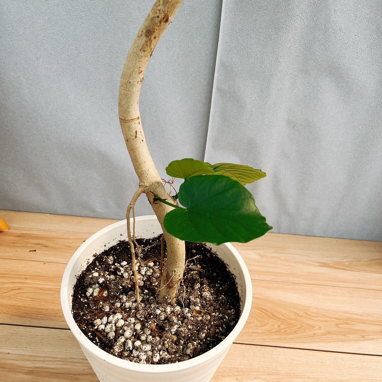 フィカス ウンベラータ 曲がり 9【現品】観葉植物 室内 大型 ［現品